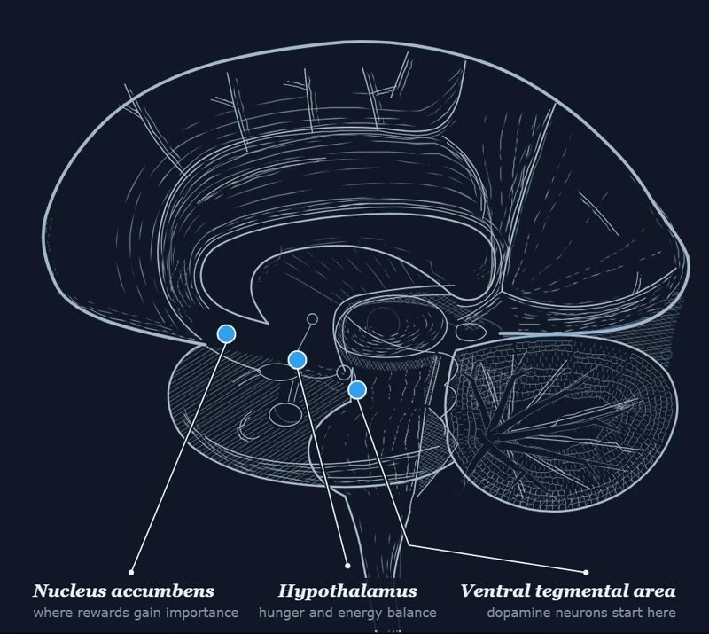 Midsagittal section of the brain. GLP-1 receptor sites marked in blue at the nucleus accumbens, the hypothalamus and the ventral tegmental area.