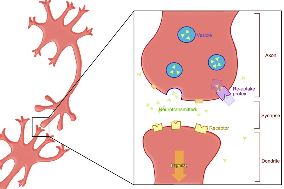 Cross section of a synapse. Vesicles release neurotransmitter into the gap, receptors on the dendrite receive it, and a re-uptake protein on the axon pulls the leftover neurotransmitter back in. That re-uptake protein is what an SSRI blocks.