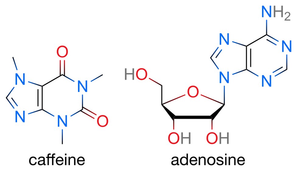 The chemical structures of caffeine and adenosine drawn side by side, showing that both are built on the same fused double ring of carbon and nitrogen atoms.