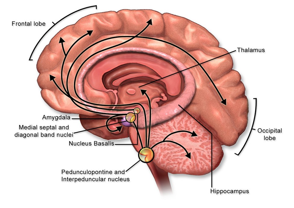 A midline view of the human brain showing the acetylcholine pathways: fibres from the nucleus basalis and the neighbouring basal forebrain nuclei fanning out to the frontal cortex, the hippocampus and the thalamus.