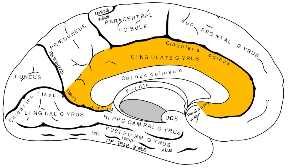 The inner face of one half of the brain, with the cingulate gyrus marked.