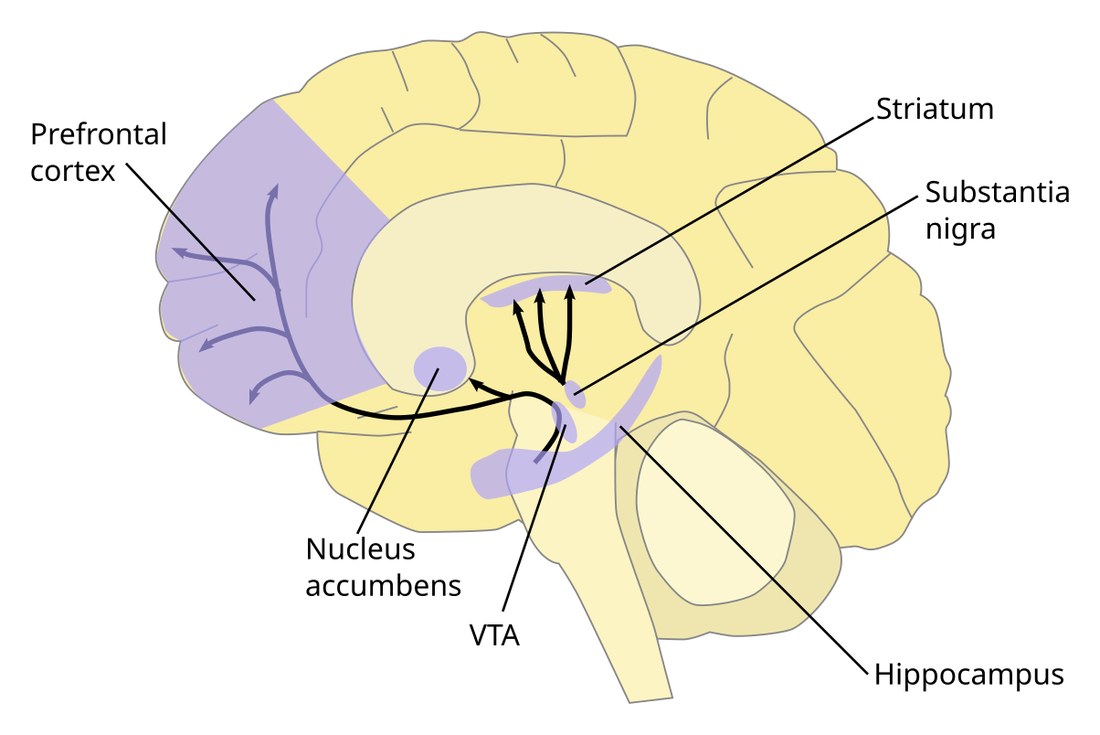 A diagram of the brain from the side, with the ventral tegmental area in the midbrain and arrows running forward to the nucleus accumbens and the prefrontal cortex.